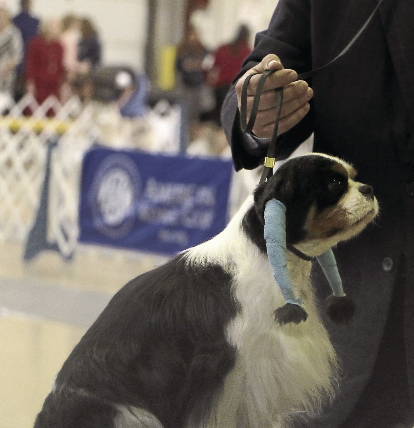 PHOTOS: 2022 AKC Dog Show